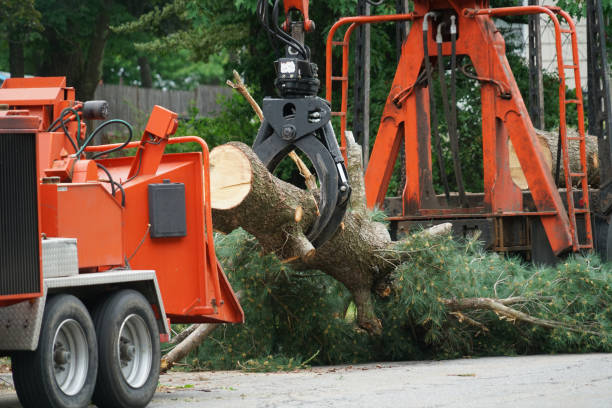 How Our Tree Care Process Works  in  Wesson, MS